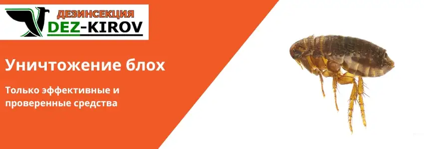 Обработка от блох и муравьев