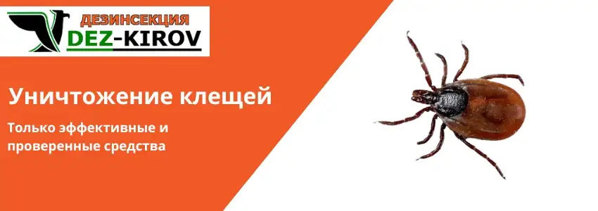 Обработка от блох и муравьев