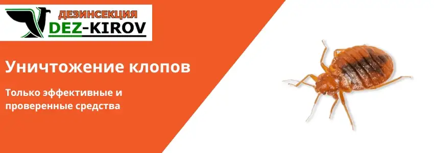 Уничтожение клопов и тараканов
