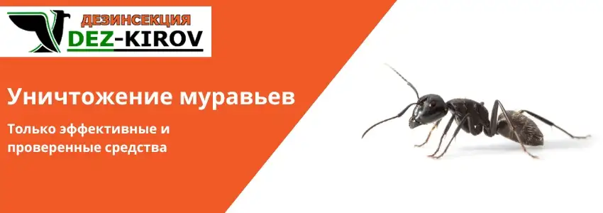 Обработка от блох и муравьев