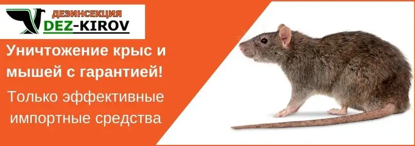 Обработка от блох и муравьев