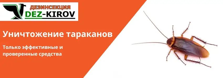 Уничтожение клопов и тараканов